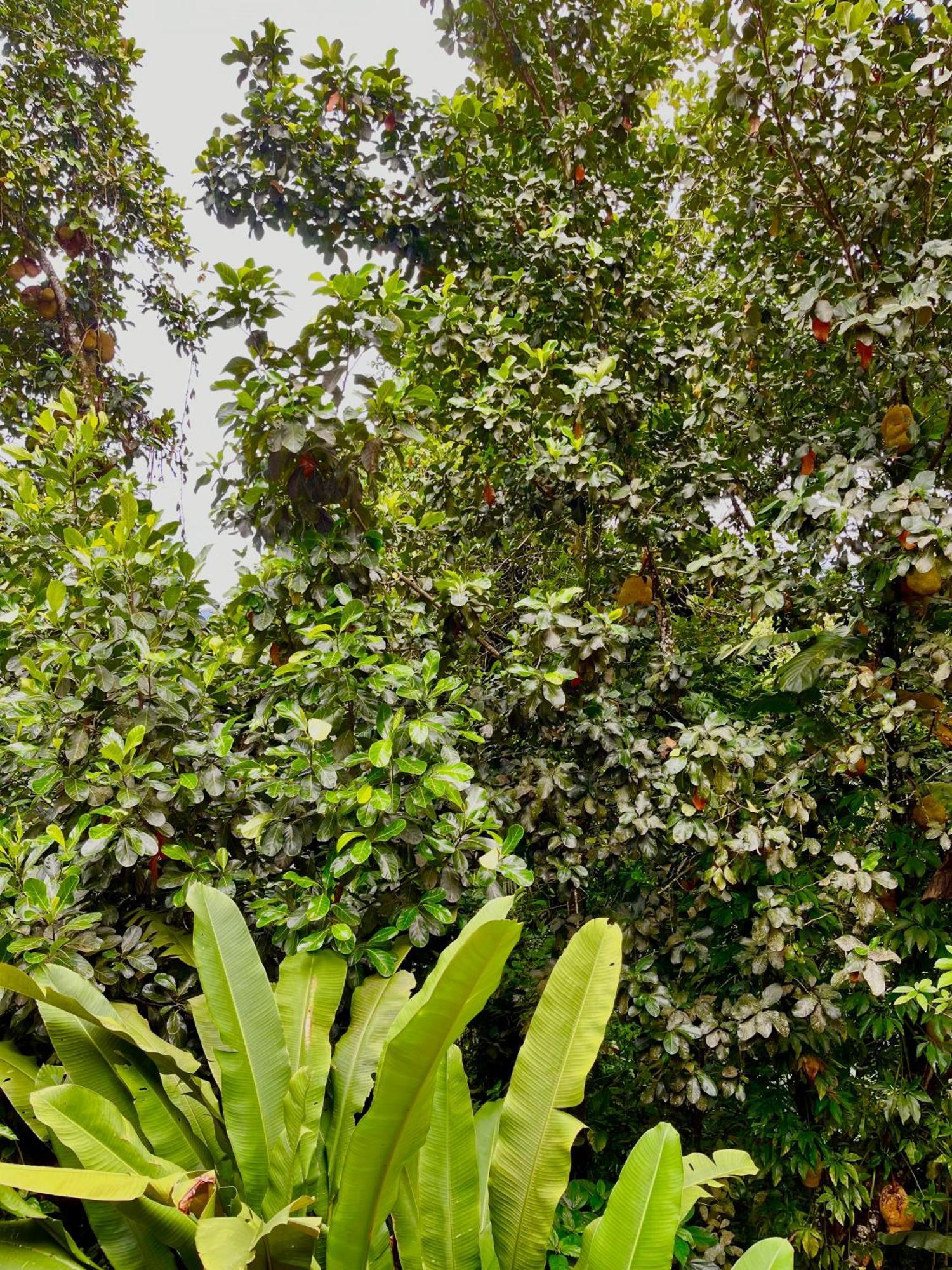 Pousada Picinguaba Room photo